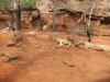 wildlife-sydney09